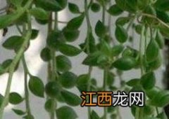 吊兰怎么繁殖的 垂盆草吊兰怎么繁殖