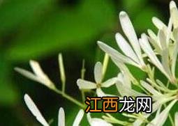 不适合在家养的植物 不适宜养在家里的植物