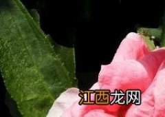 水季草花的养殖方法和注意事项 水季草花的养殖方法和注意事项有哪些