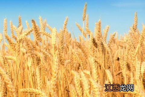 济麦262产量与特点 济麦262品种介绍