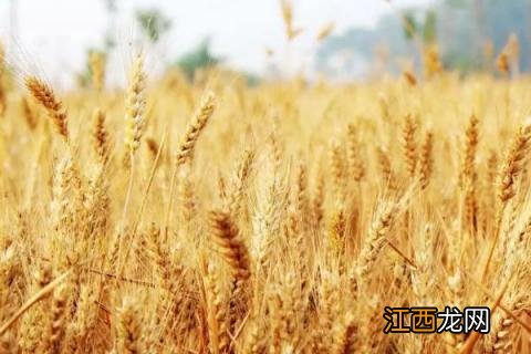 济麦262产量与特点 济麦262品种介绍