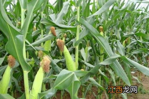 德单121玉米种价格 德单180玉米品种介绍