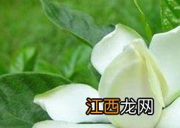 四季栀子花叶子发黄是什么原因 栀子花叶子发黄是什么原因