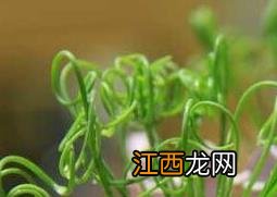 弹簧草怎么种植视频 弹簧草怎么种植