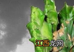 麒麟掌的养殖方法和注意事项麒麒麟山影 麒麟掌的养殖方法和注意事项