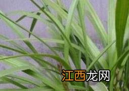 天兰草的作用及药用价值与功效 天兰草的作用及药用价值