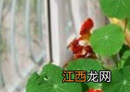 旱荷花的养殖方法和注意事项 旱荷花的养殖方法和注意事项图片