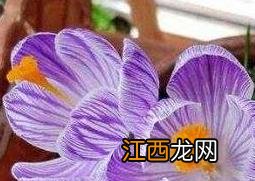 番红花的养殖方法和注意事项 彼岸花怎么养 番红花的养殖方法和注意事项