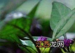 黑珍珠植物怎么养 黑珍珠花怎么养