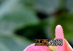 粉掌图片 粉掌图片大全