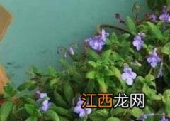 海豚花的养殖方法和注意事项有哪些 海豚花的养殖方法和注意事项