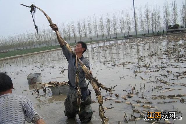 黄鳝和泥鳅哪个壮阳好 黄鳝和泥鳅