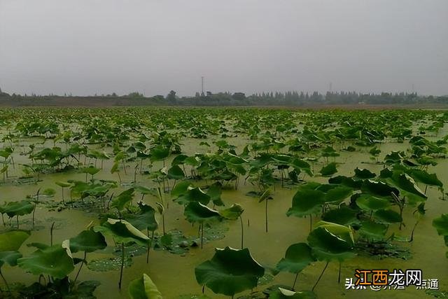 黄鳝和泥鳅哪个壮阳好 黄鳝和泥鳅