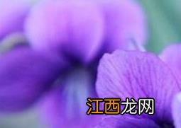 紫兰花怎么养殖 紫色兰草花如何养殖