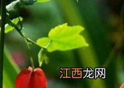 蔓性风铃花的养殖方法和注意事项 盆栽风铃花的养殖方法和注意事项