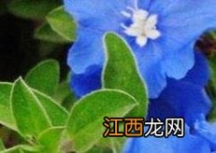 四季之星花的养殖方法和注意事项图片 四季之星花的养殖方法和注意事项