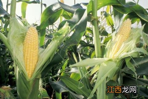 河南主要农作物 河南主要农作物分布