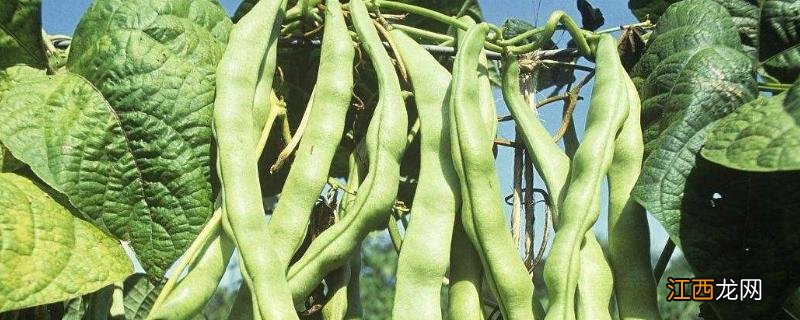 七月有什么农作物成熟 七八月份什么农作物成熟