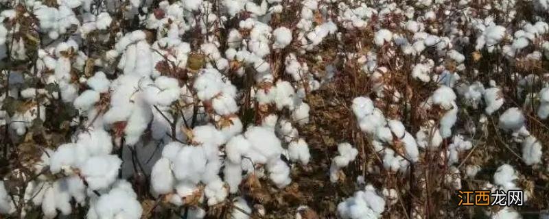 8月收割的农作物 8月份收获的农作物