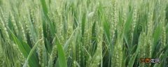 最新国审小麦品种2021年 2021年国审小麦新品种