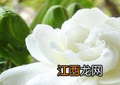 栀子花的养殖方法和病虫害防治方法 栀子花的养殖方法和病虫害防治