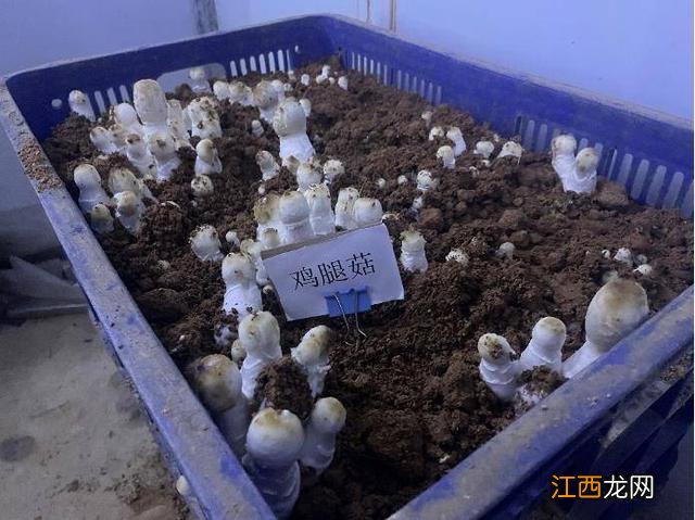 常温下金针菇能放多久 金针菇能放多久