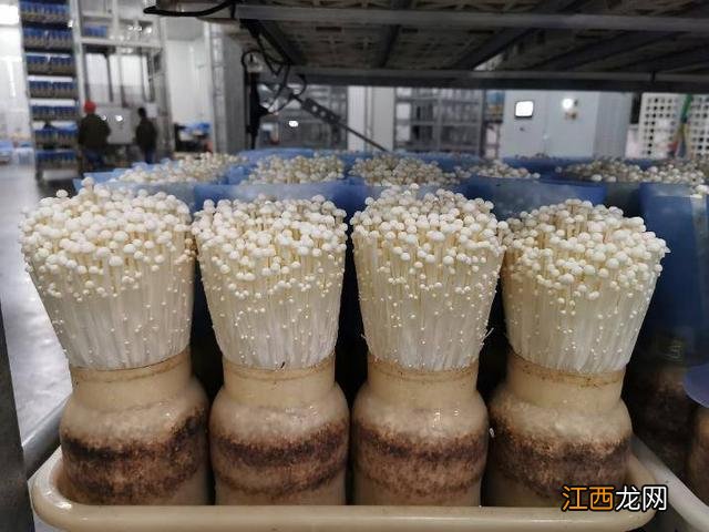 常温下金针菇能放多久 金针菇能放多久