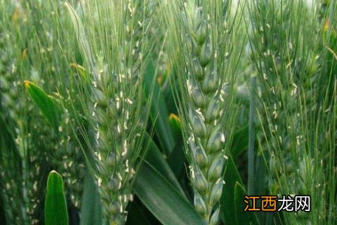 石优20小麦品种介绍 石麦28小麦品种介绍