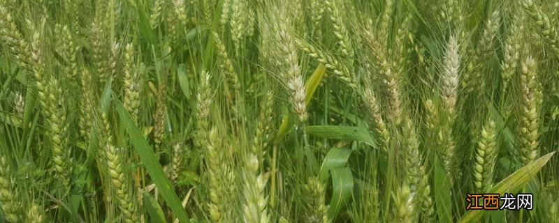 齐民12小麦品种审定公告 齐民12小麦品种特征特性，附简介