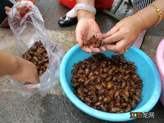 蝉蜕多少钱一斤,在哪里可以销售 蝉蜕多少钱一斤