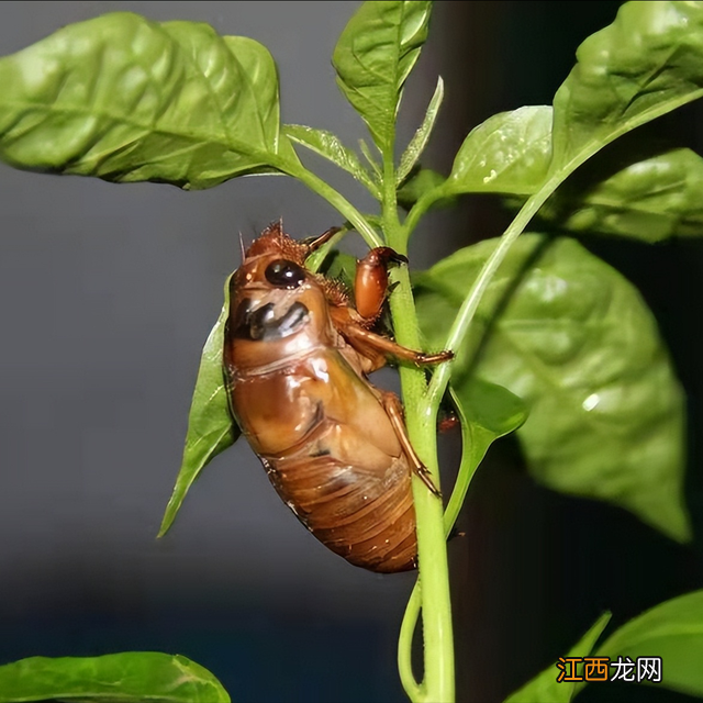 蝉蜕多少钱一斤,在哪里可以销售 蝉蜕多少钱一斤