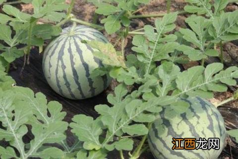 长西瓜和圆西瓜品种区别 长西瓜品种