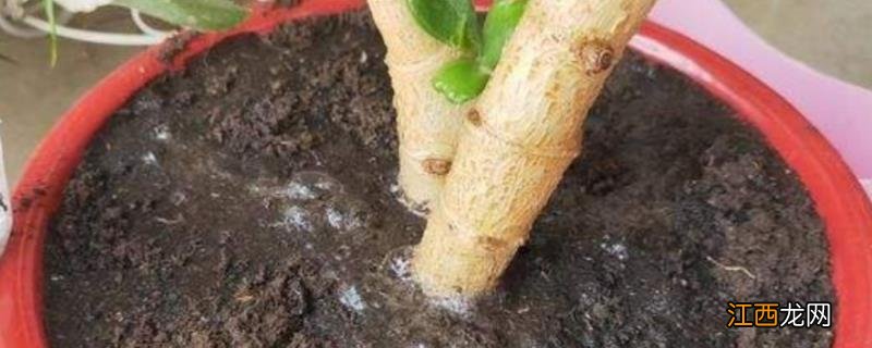 沤的饼肥水非常臭怎么办,附饼肥快速发酵的方法