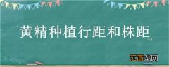 黄精苗种植株距行距和种的深度是多少 黄精种植行距和株距