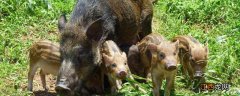 玉米地如何防野猪，如何防鸟 玉米地怎样防野鸡