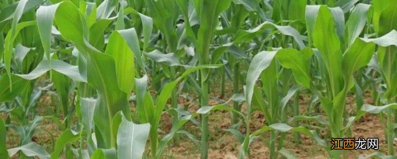 玉米苗出杈子是什么原因,玉米播种前种子应该如何处理