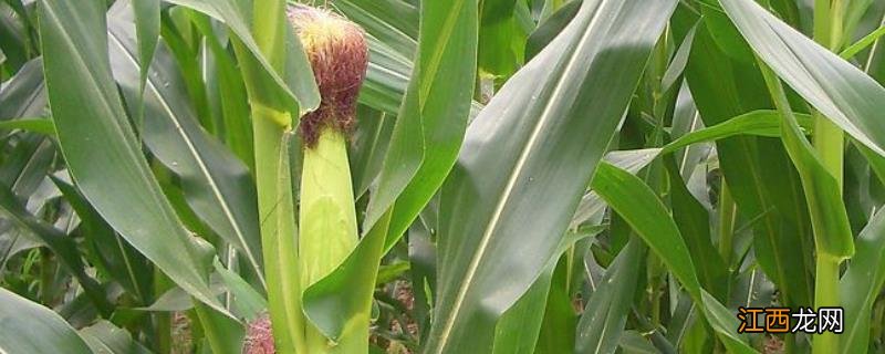 玉米套餐啥时候打好，玉米套餐有什么作用