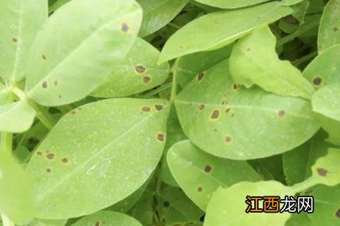 花生病虫害图片及药剂防治方法 花生病虫害图片及药剂防治方法大全