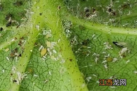 花生病虫害图片及药剂防治方法 花生病虫害图片及药剂防治方法大全