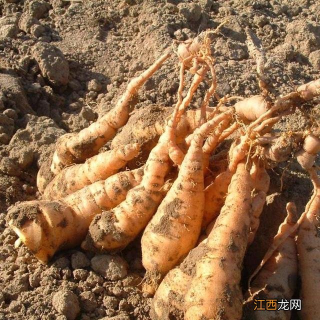 中药生地的图片 生地的图片