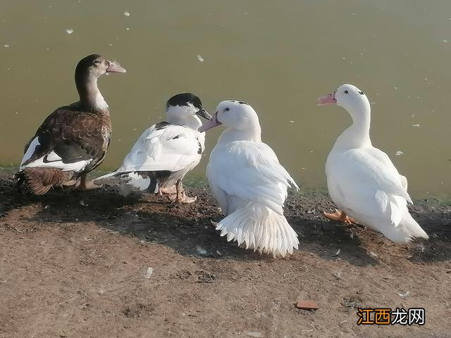 鸭子吃什么东西可以快速变黄 鸭子吃什么东西