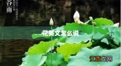 牡丹花英文怎么说 花英文怎么说