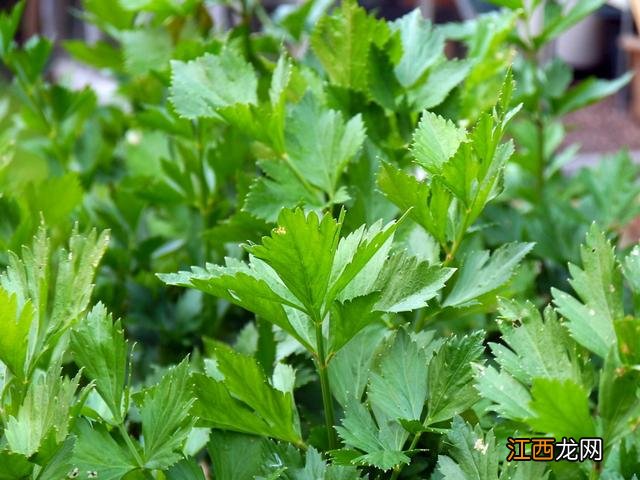 面蒸芹菜叶的做法 芹菜叶的做法