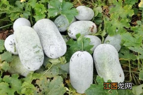 河南种植什么农作物 河南种植什么农作物赚钱