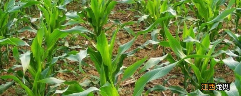 玉米苗枯萎了是怎么回事,如何防治 玉米苗出现枯萎病应该怎么办