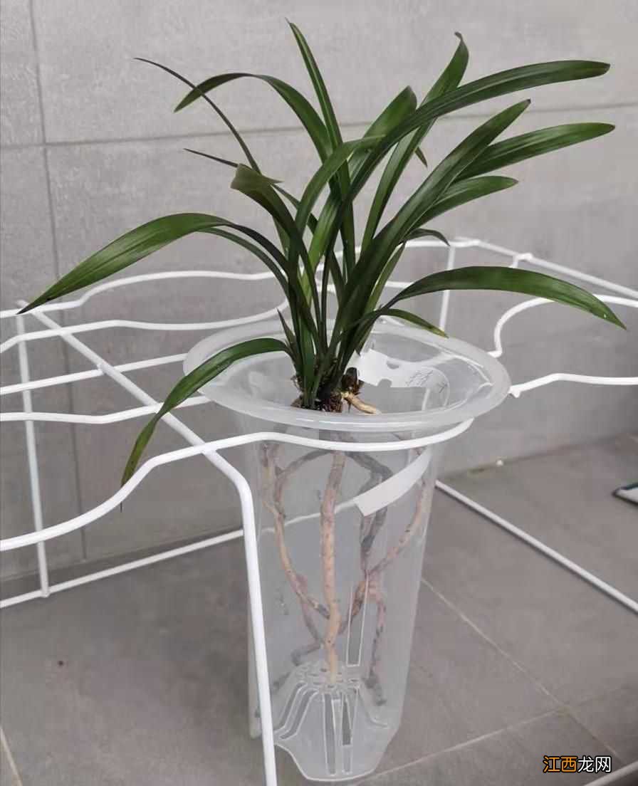 兰草种植方法 兰草种植方法视频