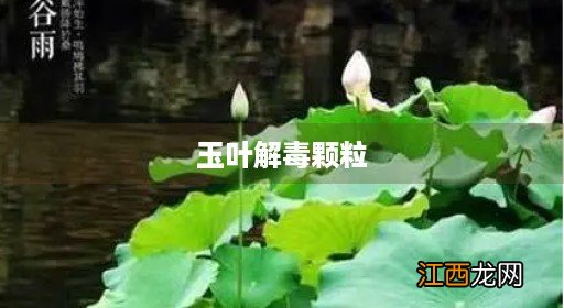 玉叶解毒颗粒孕妇可以吃吗 玉叶解毒颗粒