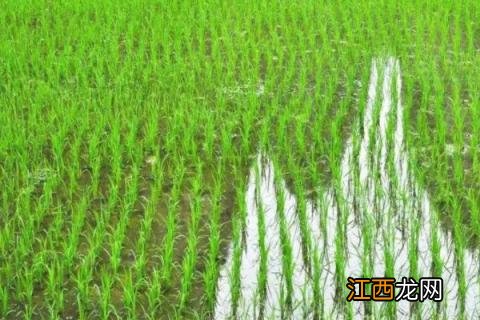 水稻田青苔原因和防治 水稻田有青苔怎么办