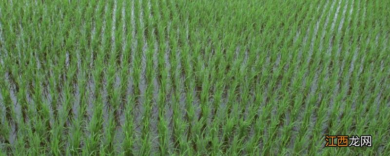 水稻田青苔原因和防治 水稻田有青苔怎么办
