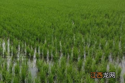 水稻田青苔原因和防治 水稻田有青苔怎么办